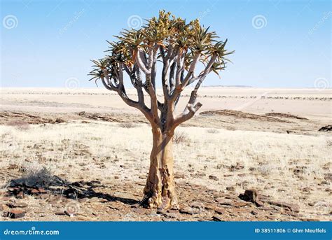 Flowers Namib Desert Namibia Stock Photos - Free & Royalty-Free Stock Photos from Dreamstime