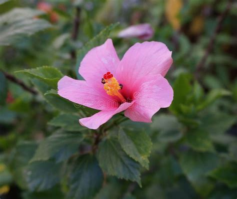 Bienen In Der Rosa Hibiscusblume Stockfoto Bild Von Blumenblatt