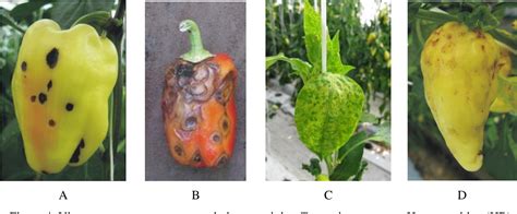 Figure 2 From Virus Diseases Of Pepper Capsicum Annuum L In Hungary