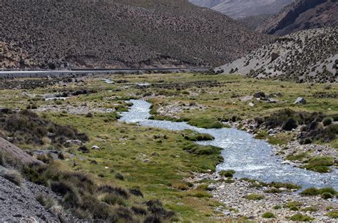 Ecosistema Terrestre Matorral Bajo Tropical Andino De Parastrephia