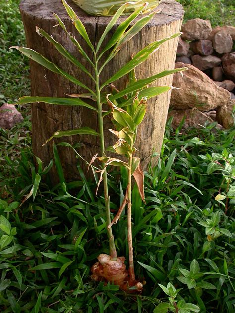 Zingiber Officinale Zingiberaceae