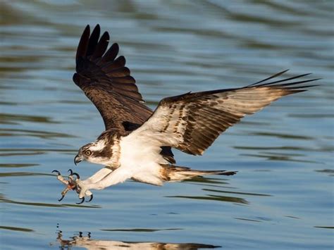 Osprey Identification All About Birds Cornell Lab Of Ornithology In