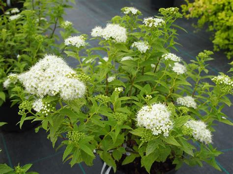 Спірея японська Альбіфлора Spiraea japonica Albiflora купити