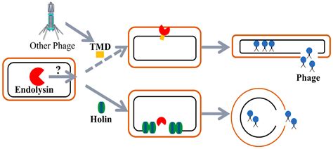 Viruses Free Full Text The Holin Endolysin Lysis System Of The Op2