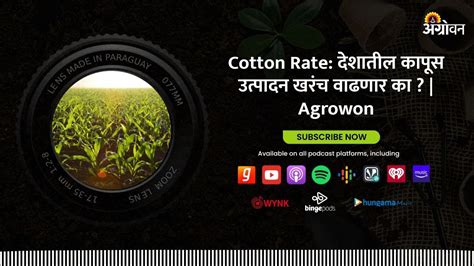 Shet Market Cotton Rate देशातील कापूस उत्पादन खरंच वाढणार का Agrowon Youtube