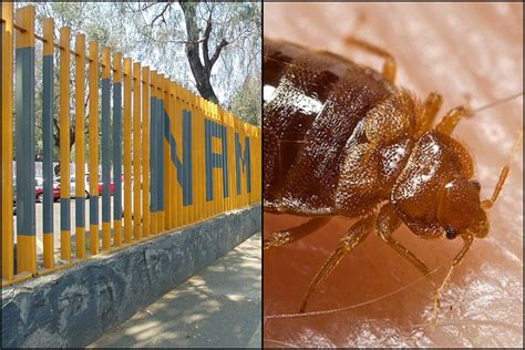 Ahora El CCH De La UNAM Suspende Clases Por Chinches