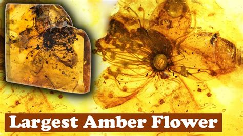 Largest Known Flower Preserved In Amber Youtube