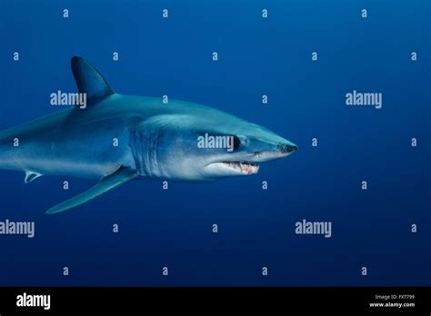 Mako Shark Hi Res Stock Photography And Images Alamy