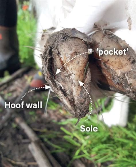 A Beginner S Guide To Hoof Trimming How To Keep Your Cattle Sheep