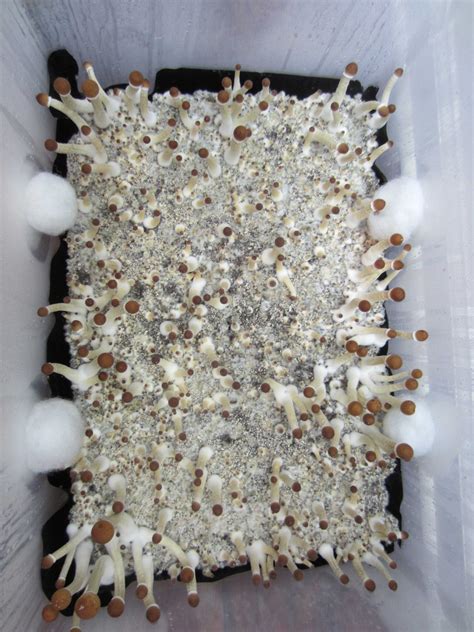 Substrate As Casing Mushroom Cultivation Shroomery Message Board