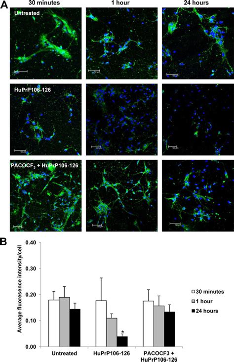 Pacocf Inhibits The Decrease In Synaptophysin Expression Caused By