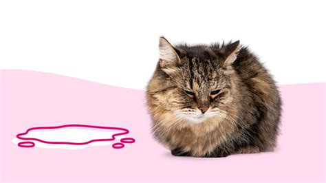 Why Is My Cat Peeing Blood? 6 Common Reasons | BetterVet