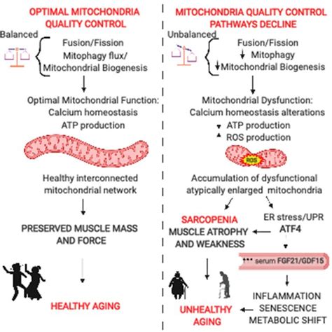 Mitochondria Quality Control Pathways Maintain Mitochondrial Function