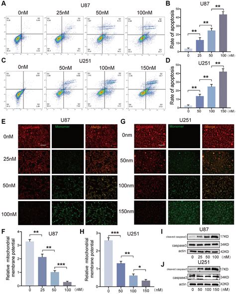 Bufotalin Enhances Apoptosis And Tmz Chemosensitivity Of Glioblastoma