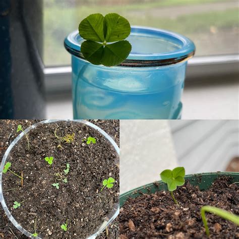 Alright it's experiment time. Can I create a 4 leaf clover plant? Stay