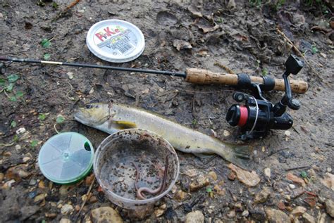 Montage pour Pêcher la Perche au Vers de Terre Guide Ultime en France