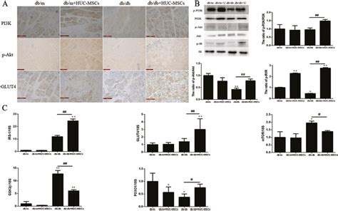 Huc Msc Treatment Ameliorates Ir Through Regulating The Activation Of