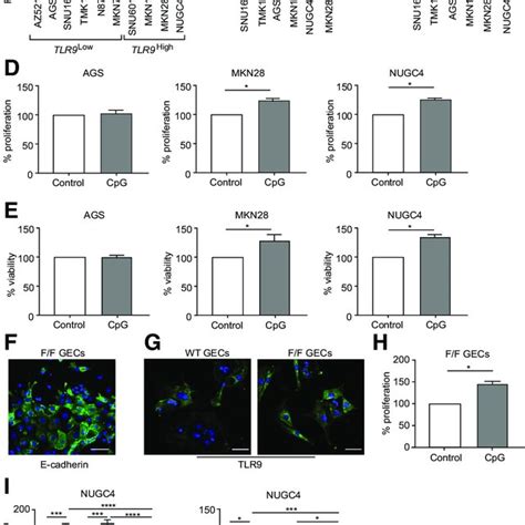 Tlr Promotes Human Gc And Mouse Gp F F Primary Gastric Epithelial