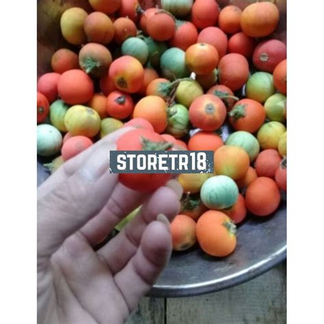 Jual Buah Terong Pari Atau Terong Duri Hutan 500 Gram Shopee Indonesia