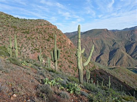 Reddish Hills Vineyard Trail Theodore Roosevelt Lake Arizona