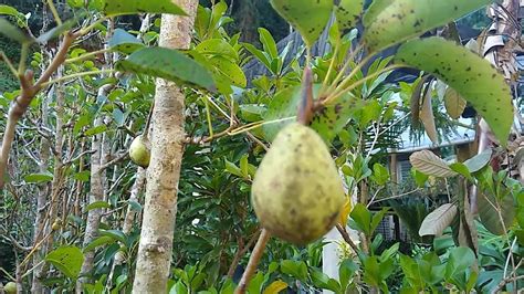 frutíferas produzindo em vaso pera mirtilo gin cereja Sapoti abiu roxo