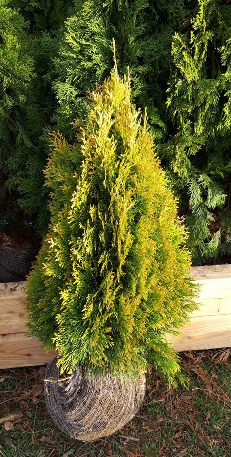 OKRASNÉ ROSTLINY ZERAV ZÁPADNÍ Thuja occidentalis Golden Smaragd