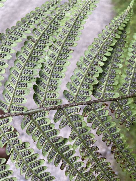 How To Grow Ferns From Spores Jack Wallington Nature And Gardens