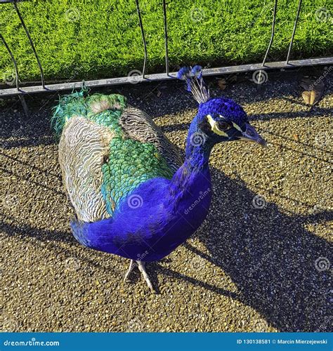 Wild Peacock In British Park Warwick Warwickshire Uk Stock Image