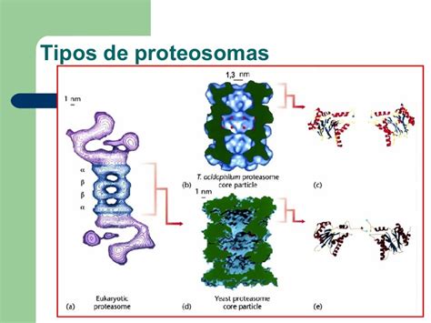 Orgánulos No Membranosos Ribosomas Proteosomas Chaperoninas