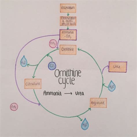 Ornithine cycle; converting ammonia, from deamination of proteins, to urea