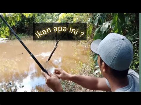 Spot Mancing Tengah Hutan Ikannya Cantik Mancing Air Tawar Youtube