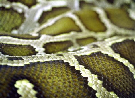 Snake Skin Free Photo Download | FreeImages