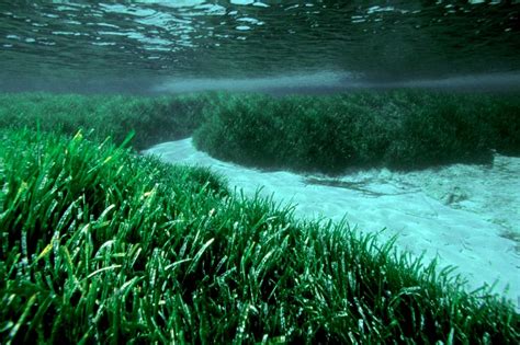 Endeared - Virginia Sees Major Success With World's Largest Seagrass ...