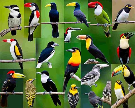 Bird Beak Types Explained: What Makes Them So Unique?