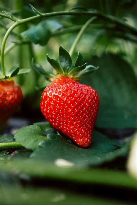 Best Strawberry Picking Spots In Serangoon Discover The Joy Of