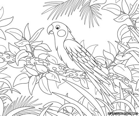 Coloriage Perroquet Imprimer Coloriage