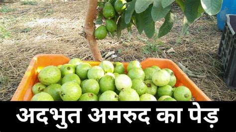 लच्छेदार अमरुद का पेड़ Guava Tree Youtube