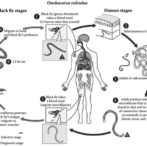 2 Morphology of Onchocerca volvulus. | Download Scientific Diagram