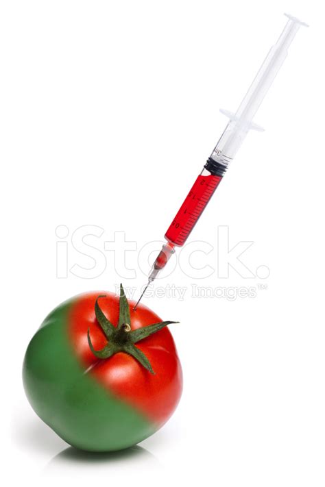 Gmo Tomato Stock Photos - FreeImages.com