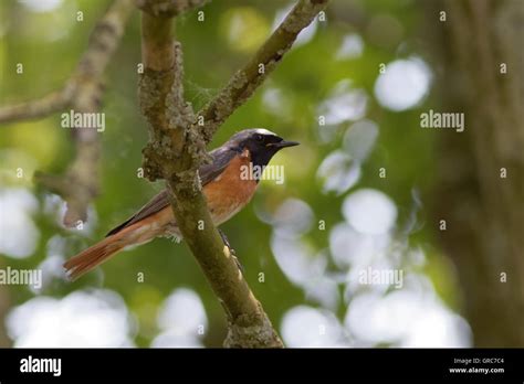 Common Flycatchers Hi Res Stock Photography And Images Alamy