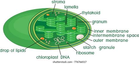 Chloroplast Diagram Labeled