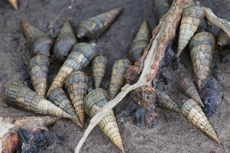 Giant Mangrove Whelk In The Mangroves Of Mlalazi Estuary