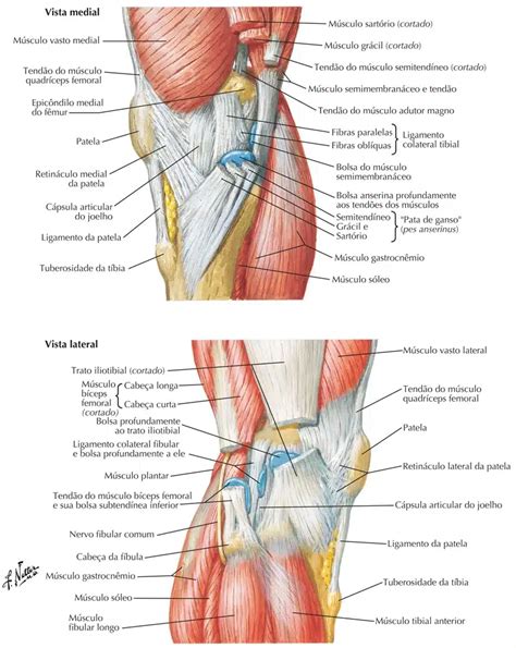 Pata De Ganso Anatomia Papel E Caneta 105376 Hot Sex Picture