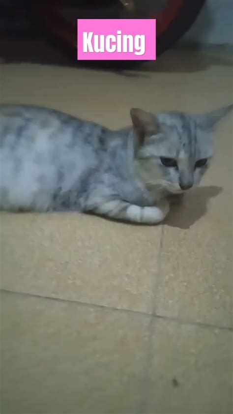 Kucing Lagi Santai Youtube