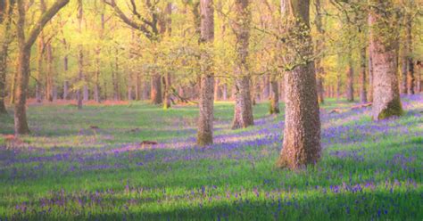 The Forest Not Too Far From Glasgow Named One Of Most Beautiful Places