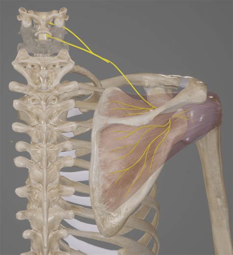 Suprascapular Nerve Course Functions TeachMeAnatomy