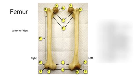 Femur Anterior View Diagram Quizlet