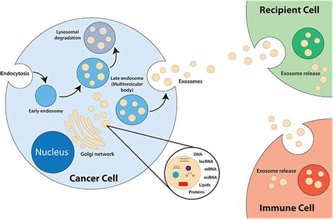 Frontiers Cancer Derived Exosomes As Effectors Of Key Inflammation