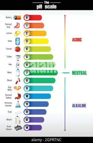 Vektor Ph Skala Von Sauren Neutralen Und Alkalischen Wert Diagramm F R