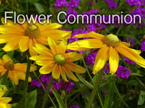 Our Unitarian Universalist Flower Communion: Celebrating Diversity | Wildflower Church | A ...